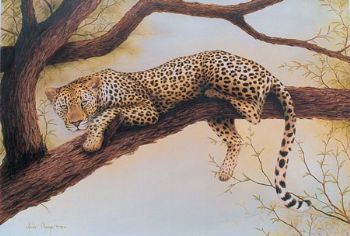 "Leopard in tree"