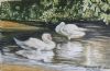 "Miniature- Swans in the Shadows"