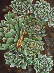 "Grey-Green Rosette"