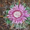 "Cactus in bloom"