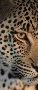 "Leopard Stare"