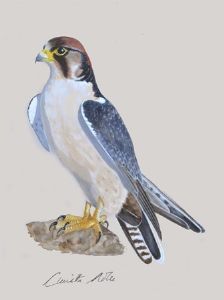 "Lanner Falcon"