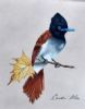 "Paradise Flycatcher"