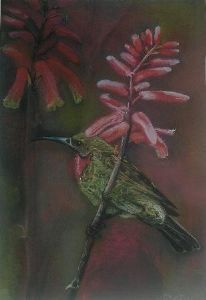 "Whitebelled Sunbird"