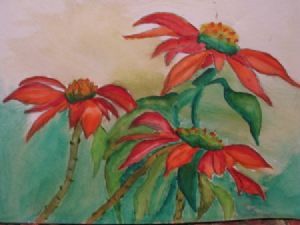 "Pointsettia flowers"