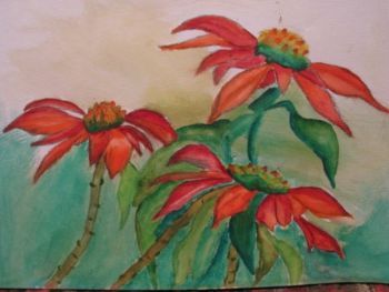 "Pointsettia flowers"