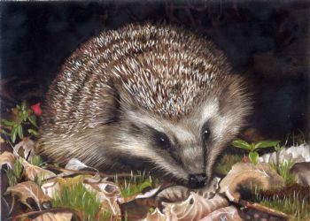 "European Hedgehog"