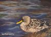 "Yellowbilled Duck"