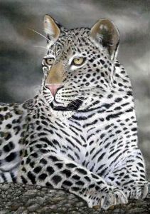 "Leopard "