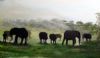"Early Morning"