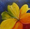"Rainbow lily"