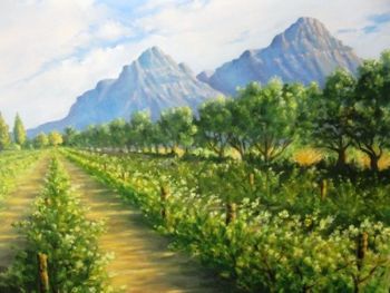"Stellenbosch Vineyard"