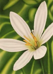 "White Lily"