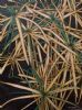 "Reed Leaves"