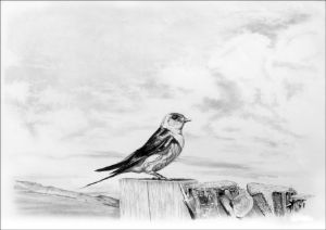 "Drakensberg Swallow"