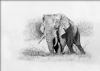 "Kruger Elephant"