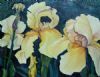 "Yellow Iris"