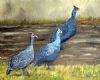 "3 Guineafowl on My Road"