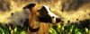 "Whippet at Dusk"