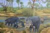 "Hippos"