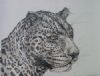 "Tinted Portrait of a Leopard"