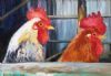 "Two Roosters in Coop"