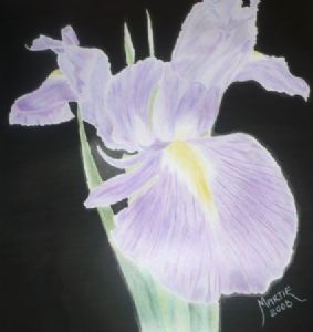 "Iris"