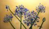 "Agapanthus"