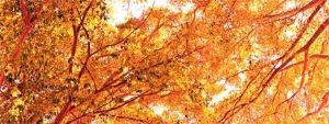 "Golden Leaves"