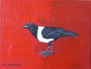 "Pied Crow"