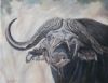 "Old Buffalo Bull"