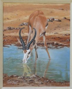 "Springbok Drinking"