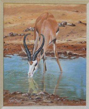 "Springbok Drinking"