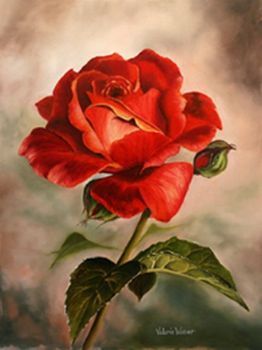 "Red Rose"