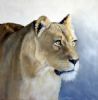 "Lioness Study #2"