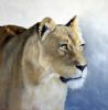 "lioness study #2"