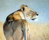 "Lioness Looking Back"