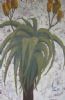 "Aloe 5 on White Background"
