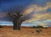 "Baobab Sunset"