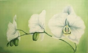 "White Orchid"