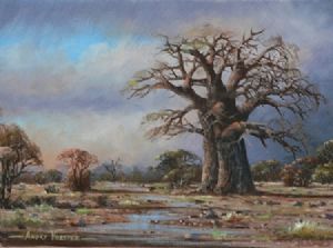 "Bushveld Baobab "
