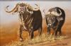 "Buffalo - big 5 (Lorna Manthe)"