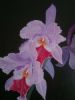"Orchid"