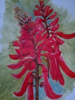 "Flame Tree"