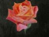 "Rose"