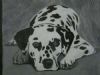 "dalmatian"
