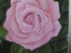 "Pink Rose"