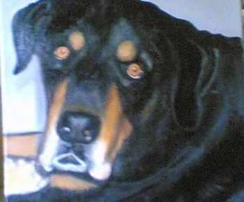 "Labrador - Champ"