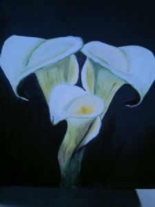 "arum lilies"