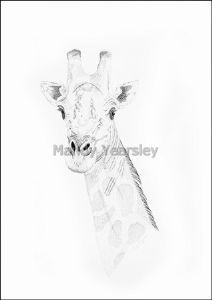 "Giraffe"